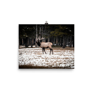 Solo Elk