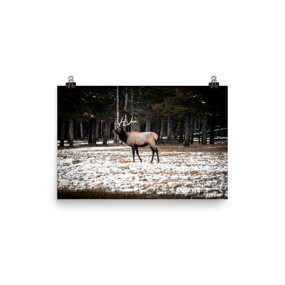 Solo Elk