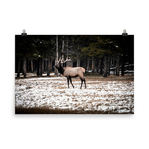 Solo Elk