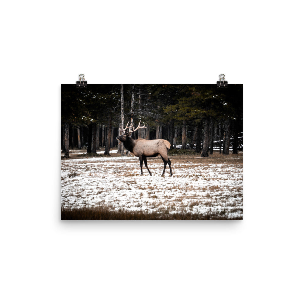 Solo Elk
