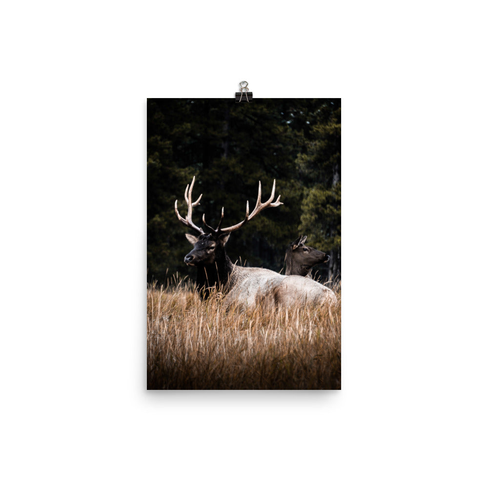 Buck and Doe