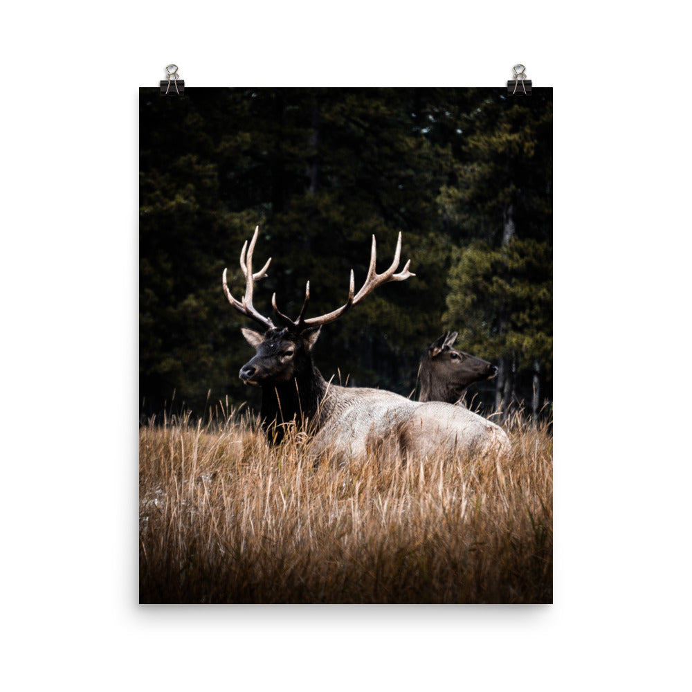 Buck and Doe
