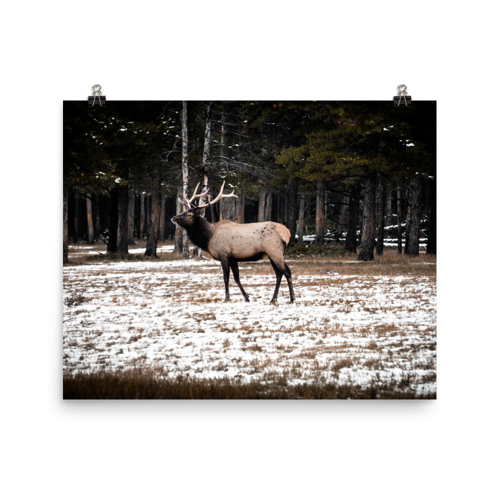 Solo Elk