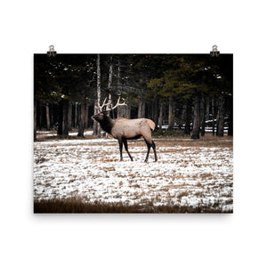 Solo Elk