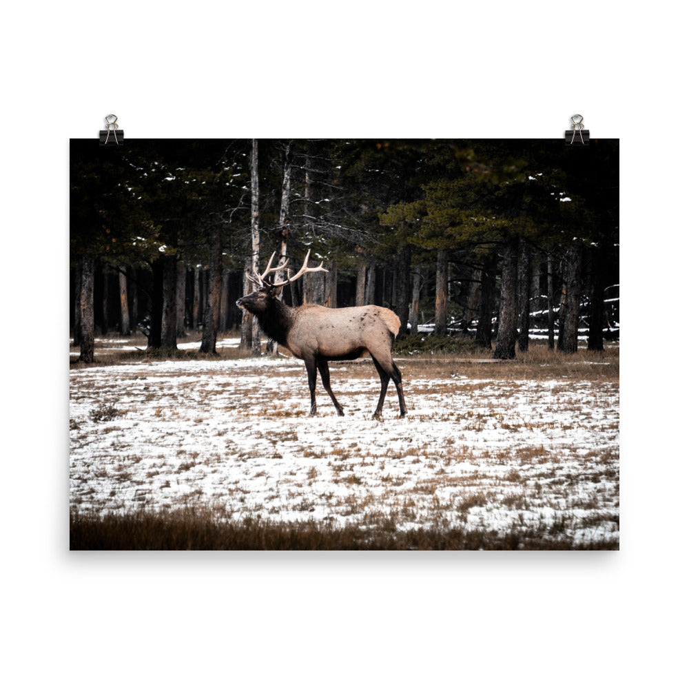 Solo Elk