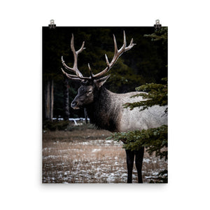 Elk in The Trees